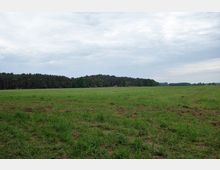 Weite Wiese mit grünem Gras und einer Baumreihe im Hintergrund, darunter ein Mischwald. Der Himmel ist bewölkt, ohne sichtbare Gebäude in der Nähe.