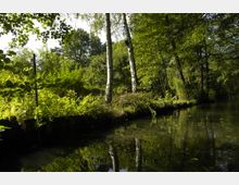 Ein bewaldeter Bereich mit einer hell erleuchteten Lichtung, auf der Birken und üppiges Grün zu sehen sind. Im Vordergrund spiegelt sich das Ufer im ruhigen Wasser eines schmalen Flusses oder Teichs.