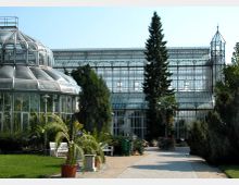 Historisches Gewächshaus mit einer Fassade aus Glas und Metall, umgeben von Pflanzen, darunter Palmen in Töpfen, sowie einer gepflasterten Gehwegfläche im Vordergrund. Ein hoher Nadelbaum steht zentral vor dem Gebäude.