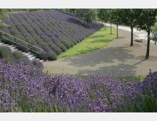 Ein Park mit einer großen Fläche von Lavendelbüschen, die in gleichmäßigen Reihen auf einem Hang angeordnet sind. Daneben verläuft ein Schotterweg mit jungen Bäumen und einer Bank, umgeben von Grünflächen.