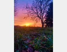 Ein Sonnenuntergang über einer Wiese mit nahen Gras- und Laubdetails im Vordergrund. Im Hintergrund stehen kahle Bäume vor einem Himmel in leuchtenden Farben von Orange, Pink und Blau.