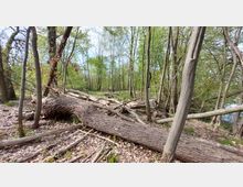 Waldlandschaft mit umgefallenen Bäumen und dichtem Unterholz. Im Hintergrund stehen aufrecht gewachsene, belaubte Bäume, während der Boden mit Laub und Ästen bedeckt ist.