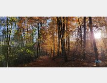 Herbstlicher Wald mit einem von Laub bedeckten Wanderweg, umgeben von hohen Bäumen mit orangefarbenem und gelbem Laub. Sonnenlicht scheint durch die Baumkronen in die lichtdurchflutete Szene.