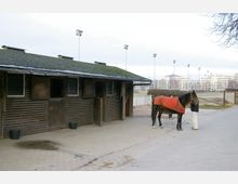 Ein einfacher Stall aus Holz mit mehreren Boxen steht an einem gepflasterten Hof. Vor dem Stall steht ein Pferd mit einer roten Decke, das von einer Person gehalten wird, im Hintergrund sind Wohngebäude und Flutlichter zu sehen.
