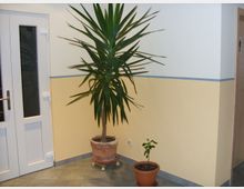 Eingangsbereich mit einer zweifarbigen Wand in Gelb und Weiß, auf der ein blauer Streifen verläuft. Im Vordergrund stehen zwei Topfpflanzen auf einem gefliesten Boden, eine große Palme links und eine kleinere Pflanze rechts. Links ist eine weiße Tür mit Glaseinsätzen zu sehen.