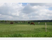 Mehrere Pferde grasen auf einer weitläufigen, eingezäunten Wiese mit grünem Gras und verstreuten Pusteblumen. Im Hintergrund sind Bäume, ein Wald und ein bewölkter Himmel zu sehen.