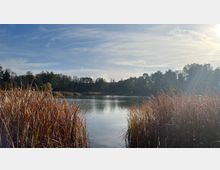 Seeufer mit hohen Gräsern im Vordergrund, dahinter ein ruhiger See, umgeben von Bäumen und einer Waldlandschaft unter leicht bewölktem Himmel. Sonnenstrahlen fallen schräg ins Bild.