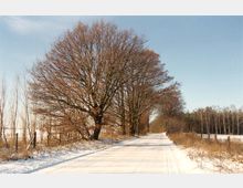 Schneebedeckte Landstraße, gesäumt von kahlen Laubbäumen auf der linken Seite und einem kleinen Wäldchen rechts. Der Himmel ist klar und blau, und die Landschaft weist eine dünne Schneeschicht auf.