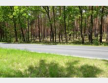 Eine asphaltierte Landstraße verläuft parallel zu einer grünen Wiese im Vordergrund, während im Hintergrund ein dichter Wald aus hohen, geraden Bäumen mit vereinzeltem Blattwerk zu sehen ist.