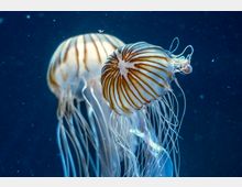 Zwei Quallen mit orange-weißer Musterung und langen, dünnen Tentakeln schweben in klarem, blauem Wasser. Der Hintergrund ist dunkel, mit kleinen Partikeln im Wasser.