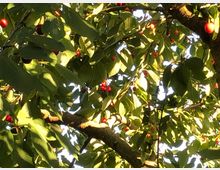 Kirschbaum mit dichtem Laub und reifen, roten Kirschen, durch die Sonnenlicht scheint. Die Baumäste sind teilweise sichtbar und werfen Schatten auf die Blätter.