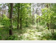 Lichter Wald mit dichtem Grün, bestehend aus Laub- und Kiefern-Bäumen. Der Boden ist mit Gras, Farn und vereinzeltem Unterholz bewachsen, während Lichtstrahlen durch das Blätterdach dringen.