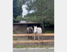 Eingezäunte Pferdekoppel mit sandigem Boden und Holzzaun, im Hintergrund ein niedriger Holzstall mit Türen und überhängendem Dach. Große Bäume und dichter Bewuchs umgeben die Anlage, vorne verläuft ein gepflasterter Weg.