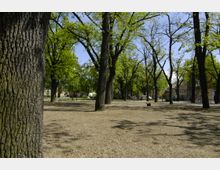 Stadtpark mit großen, grünen Bäumen auf einer mit Kies bedeckten Fläche. Im Hintergrund sind teilweise Gebäude und Gehwege zu erkennen.