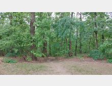 Ein Waldweg mit dichtem Grün aus hohen Bäumen und verschiedenen Pflanzen, umgeben von Gras und Laub auf dem Boden. Der Pfad führt in einen schattigen, überwachsenen Bereich des Waldes.