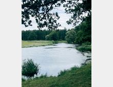 Blick auf einen ruhigen Fluss oder Seeabschnitt mit grasbewachsenen Ufern und Schilf im Vordergrund. Im Hintergrund stehen dichtes Waldgebiet und einzelne Bäume, darüber ragen Äste und Blätter in den Himmel.