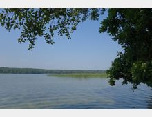 Seeufer mit klarem, ruhigem Wasser, umrahmt von überhängenden Zweigen und Blättern. Im Hintergrund sind Schilfstreifen und ein dichter Wald unter einem hellblauen Himmel zu sehen.
