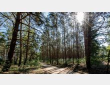 Ein Wald mit hohen, schlanken Kiefern, durch die Sonnenstrahlen scheinen. Ein schmaler, unbefestigter Weg führt zwischen den Bäumen hindurch, umgeben von dichter Vegetation.