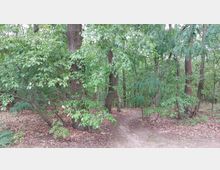 Ein dichter Wald mit hohen Bäumen und üppigem Grün, auf dem Boden liegen trockene Blätter, und ein schmaler, unbefestigter Pfad führt durch die Bäume.