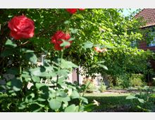 Vorgarten mit blühenden roten Rosen im Vordergrund, dichtem grünen Baum und einem Gebäude mit roten Dachziegeln im Hintergrund. Der Garten hat gepflegte Beete und Rasenflächen.