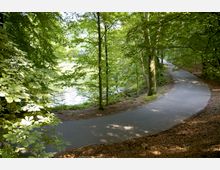 Asphaltierter Weg durch einen dichten Wald, der sich entlang eines kleinen Gewässers schlängelt. Die Umgebung ist von hohen Bäumen und üppigem Grün geprägt, teils von Sonnenlicht durchbrochen.