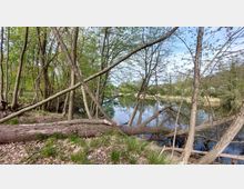 Waldszene mit mehreren schlanken Bäumen und umgestürzten Stämmen, die am Ufer eines ruhigen Sees liegen. Im Hintergrund spiegelt sich der Himmel im Wasser, umgeben von dichter Vegetation.