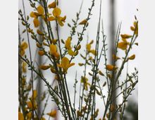 Nahaufnahme von gelben Blüten an dünnen, vertikalen Zweigen vor einem grauen, wolkigen Himmel. Die Pflanze zeigt feine, längliche Blätter und ist in natürlicher Umgebung aufgenommen.