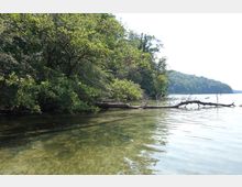 Ein Uferbereich eines Sees mit klarem, flachem Wasser, über dem Äste und dichtes Laub der umliegenden Bäume hängen. Im Hintergrund erstreckt sich ein bewaldetes Ufer.