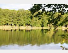 Ein ruhiger See mit klarer Wasseroberfläche, in der eine Baumreihe und das Ufer reflektiert werden; im Vordergrund ragen Zweige eines Baums ins Bild. Das Ufer ist von Schilf und dichten grünen Bäumen gesäumt.