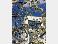 Ein moderner weißer Gebäudekomplex mit großen, dunklen Fenstern im Hintergrund, umrahmt von blühenden Kirschzweigen mit weißen Blüten und einem klaren blauen Himmel im Hintergrund.