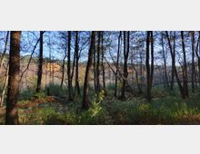 Waldlandschaft mit dünnen Baumstämmen im Vordergrund, herbstlichem Laub und hohem Gras am Boden. Im Hintergrund ist ein nebelverhangener Bereich mit einem See und Hügeln erkennbar, beleuchtet von Sonnenlicht.