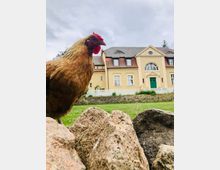 Eine braune Henne steht auf einem kleinen Stapel aus Steinen im Vordergrund. Im Hintergrund ist ein hellgelbes Herrenhaus mit grauem Dach, einer symmetrischen Fassade und einem grünen Eingangstor zu sehen, umgeben von einer Rasenfläche und einem niedrigen Steinzaun.