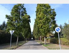 Allee mit dicht bepflanzten Bäumen auf beiden Seiten, die entlang einer asphaltierten Straße verlaufen. Im Vordergrund befinden sich ein Vorfahrt-gewähren-Schild und ein Verkehrszeichen mit einem blauen Kreis und einem weißen Pfeil, der nach links zeigt.