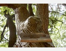 Nahaufnahme eines Baumes mit stark strukturierter Rinde und dicken Ästen. Im Vordergrund ist ein kleines Holzschild befestigt, das teilweise verwittert ist; im Hintergrund sind grüne Blätter und Zweige sichtbar.