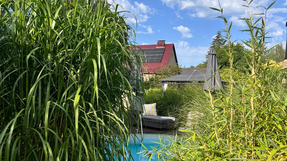 Blick in einen Garten mit dichtem, hohem Ziergras und Bambus im Vordergrund, dahinter ein rechteckiger Pool mit Liegestuhl und Sonnenschirm. Im Hintergrund sind ein Haus mit rotem Ziegeldach und Solarpaneelen sowie ein blauer Himmel mit weißen Wolken zu sehen.
