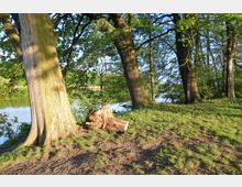 Waldgebiet mit großen Bäumen am Ufer eines ruhigen Gewässers, im Vordergrund ein am Boden liegender Baumstumpf auf einer teils grasbewachsenen Fläche.