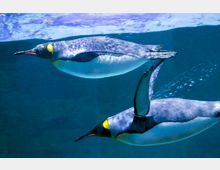 Zwei Pinguine schwimmen unter Wasser in einem Aquarium, umgeben von blau schimmerndem Wasser und einzelnen Luftblasen. Die Pinguine haben dunkles Gefieder mit gelben und weißen Markierungen.