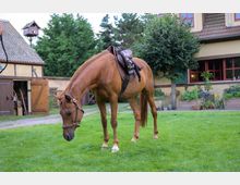 Ein braunes Pferd mit Sattel steht auf einer grünen Wiese vor einem Fachwerkgebäude mit roten Fenstern und einem Baum. Im Hintergrund sind ein offener Holzstall und ein Vogelhäuschen zu sehen.