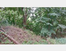 Ein bewaldetes Gelände mit dichtem Laubwerk, dünnen Baumstämmen und einem hügeligen, leicht bewachsenen Boden. Die Umgebung wirkt naturbelassen, mit vereinzeltem Gestrüpp und moderatem Lichtdurchlass durch die Baumkronen.