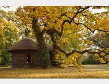 Rundes Gebäude mit Reetdach in einem herbstlichen Park, umgeben von großen Bäumen mit gelb-orangefarbenem Laub. Im Vordergrund ragt ein verzweigter Baum mit Efeu umranktem Stamm in das Bild.