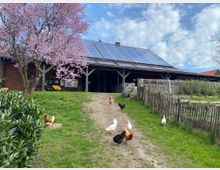 Bauernhof mit einem Gebäude aus rotem Backstein und einem Dach mit Solarpaneelen, umgeben von einem Garten mit einem blühenden Baum und einem Holzzaun. Im Vordergrund laufen Hühner über eine grasbewachsene Fläche.