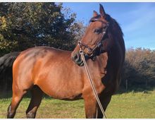 Ein braunes Pferd mit schwarzer Mähne und Zaumzeug steht auf einer Wiese, umgeben von Bäumen im Hintergrund unter klarem, blauem Himmel.