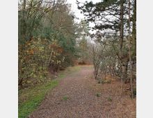 Ein unbefestigter Waldweg, umgeben von dichten Bäumen und Sträuchern mit herbstlichen Blättern. Der Boden ist mit Laub und Kies bedeckt, während die Umgebung leicht bewaldet wirkt.