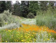 Blumenwiese mit gelben und orangefarbenen Blüten, umgeben von hohen Gräsern und Sträuchern, im Hintergrund stehen dichte, grüne Nadelbäume.