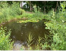 Ein kleiner Teich mit Wasserlinsen und Seerosen, umgeben von dichter Vegetation und Bäumen. Im Hintergrund ist die Fassade eines weißen Gebäudes zwischen den Bäumen sichtbar.