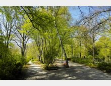Ein Park mit Wegen aus hellem Kies, umgeben von vielen Laubbäumen mit frischem, grünem Laub. Im Vordergrund stehen Birken, und in der rechten Bildhälfte befindet sich eine Holzbank, teilweise im Schatten.