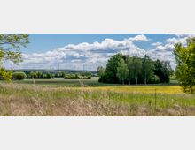 Weite Wiesenlandschaft mit hohem Gras im Vordergrund und einer Baumgruppe in der Mitte, dahinter stehen Windkraftanlagen am Horizont. Der Himmel ist leicht bewölkt mit blauen Abschnitten.