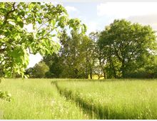 Grüne Wiese mit hohem Gras und einem schmalen Pfad, im Hintergrund stehen mehrere große Laubbäume. Links im Vordergrund ragt ein blühender Ast in das Bild, der Himmel ist teils bewölkt.